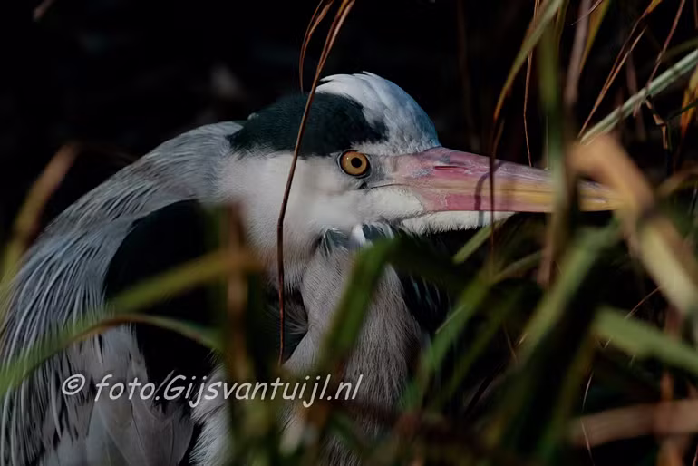 Reiger Blauwe